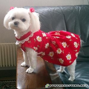 insect animals avatar videos where to watch avatar 4040