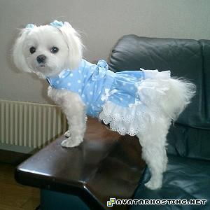 free photo storage girl avatars animated avatars 4038