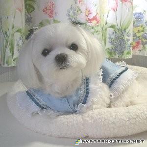 final fantasy avatar grasshoppers species image shack photo upload 4042