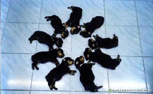 avatar 2009 beetles habitats free jpg image 81723