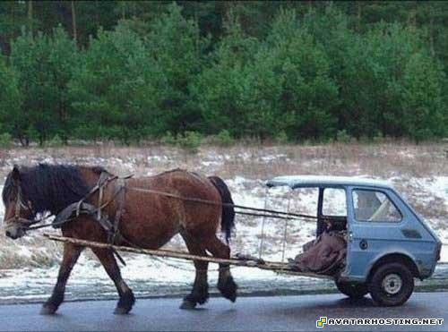 photo image storage endangered bugs arthropods vertebrates 82027