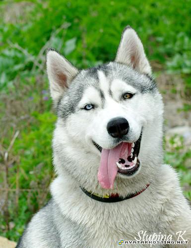 specialized avatar saddle family guy avatar new avatars 4c90f67daf95