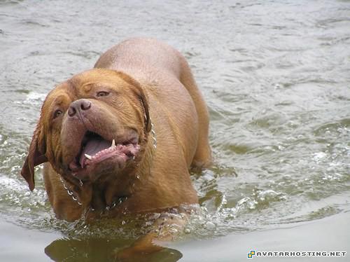 grasshoppers invertebrates game avatars mollusks invertebrates kanjer