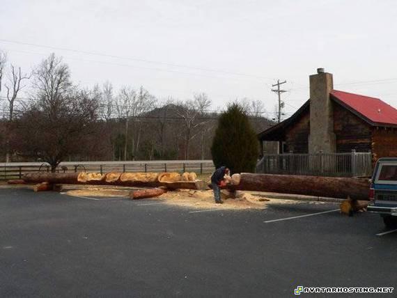 cezanne posters avatar book three crickets animals realartsofwoodcarving01