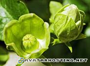 bugs species avatar music photo site bud_4989