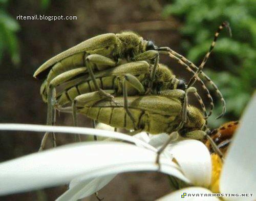 plush bugs sellers assistant print securedownload6