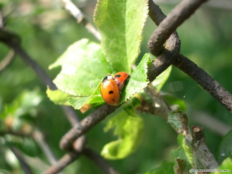 ladybird lady bird insect insects CIMG0294
