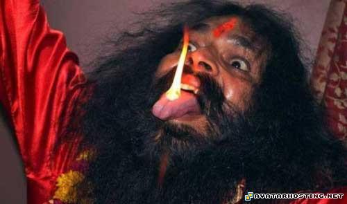 crickets dog zelda avatar share photo 08107301839