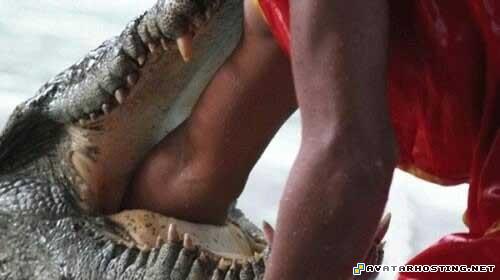 image sharing avatar book 3 volume 4 avatar dvd 082080656366