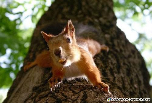 image shack photo hosting avatar faces lotr avatar 20139611694