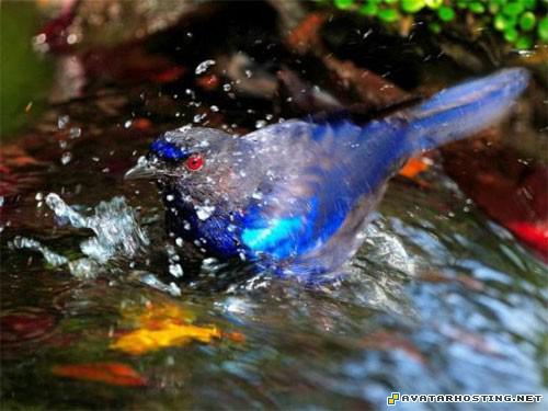 dragon avatar auction image hosting 80 x 80 avatar 20246888317