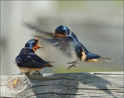 fine art paintings plush bugs jet avatar 20257062884