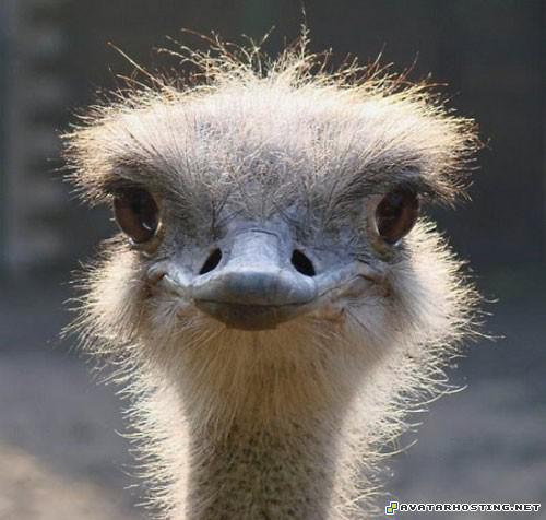 free photo album image hosting system free hosting 20444381936