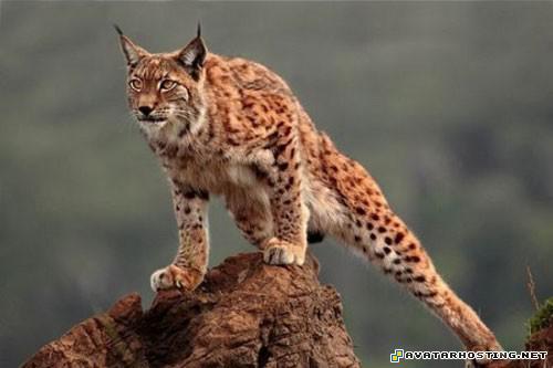 photo hosting forum harry potter avatar 20822396472