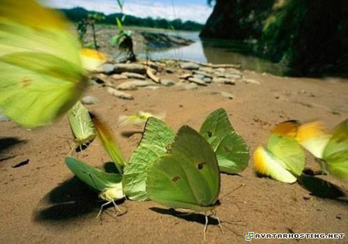 grasshoppers habitats james art gorillas bugs 201893351794