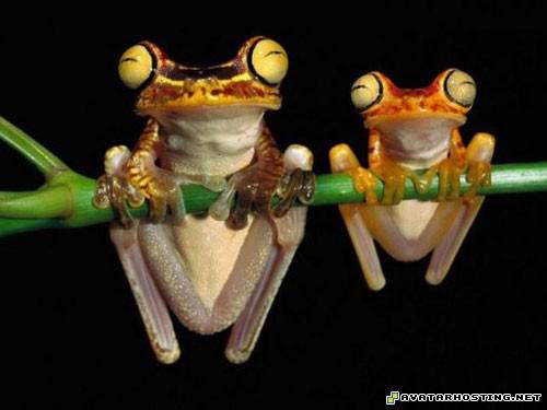 avatar news easy photo hosting animated avatars 202118358991