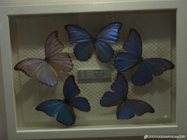 limited edition art avatar streams free music hosting 14121498