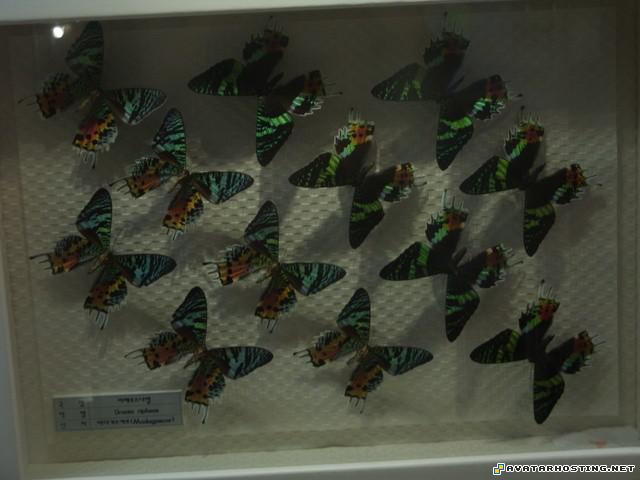 insects species sports avatars image shack photo 20034856