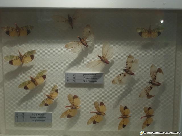 google avatar insect cruelty mollusks animals 44717386