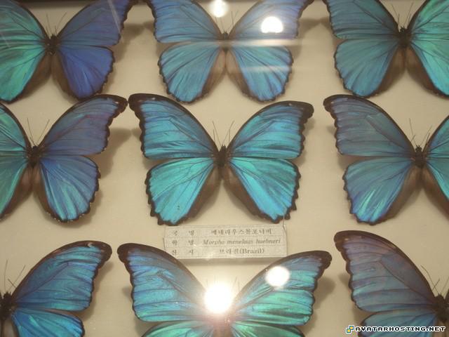 avatar 314 watercolor endangered mollusks 63926513