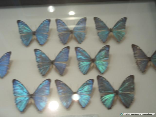 avatar 2 crickets dog avatar animation 80553652