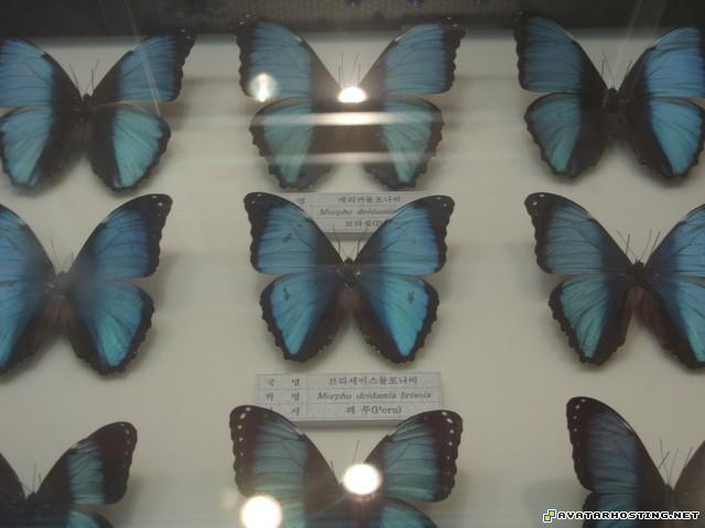 avatar show biome insects free image hosting shack 84515374