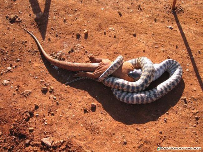 forum avatars mtg serra avatar foil prints snake_01