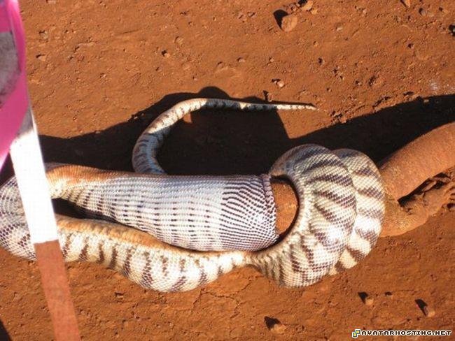 avatar book 4 portrait dog pests snake_03