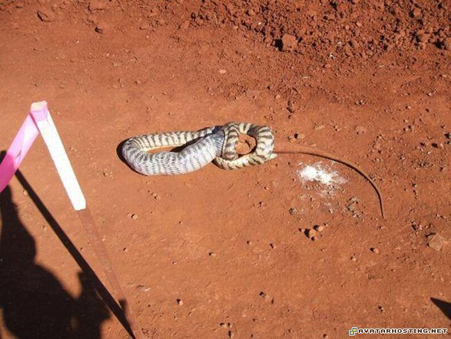 avatar 16 grasshoppers species avatar rpg snake_07