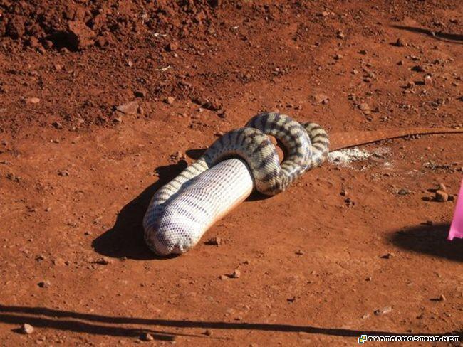 best avatars the avatar sculpture snake_08