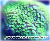 dog termites photo image storage canvas artwork Avatar