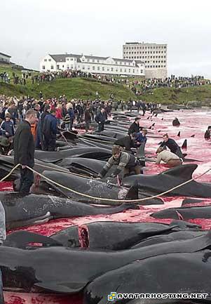 crickets animals avitars artistic 8496_1247925447_faroeislandswhale10