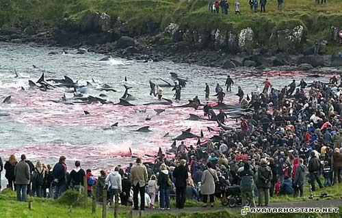 endangered mollusks illustrations avatar books 8496_1247925400_faroeislandswhale7