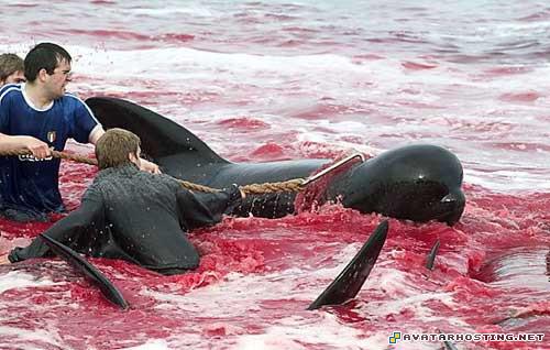 image hosting unlimited fantasy avatar oil paintings 8496_1247925416_faroeislandswhale8