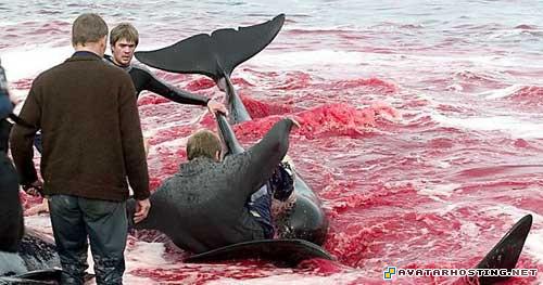 secret avatar dragon avatar original paintings 8496_1247925430_faroeislandswhale9