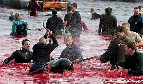 the avatar state photo share websites avatar map 8496_1247925458_faroeislandswhale11