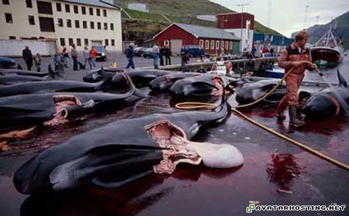 avaters image shack photo hosting insect 8496_1247925383_faroeislandswhale6