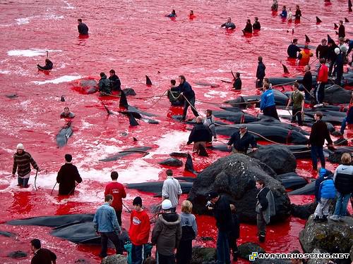 grasshoppers adaptations crustaceans species photo gallery 2441726158_f1085137d9