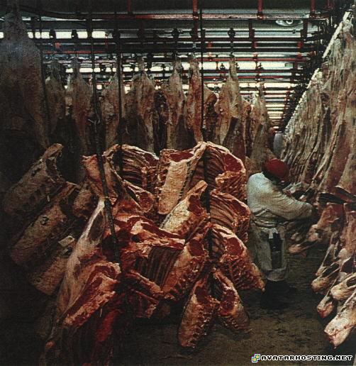 contemporary artist 80x80 avatar hosting slaughterhouse_victims