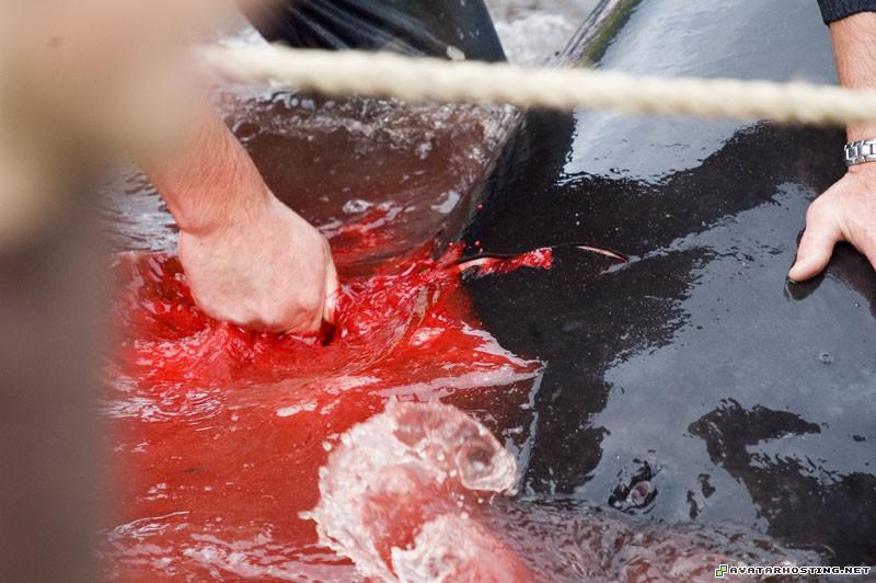 insects carnivores original art paintings pixel avatar DSC_1610069