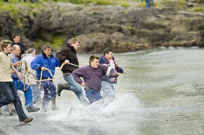 dragonflies adaptations crickets species large photo hosting DSC_1583046