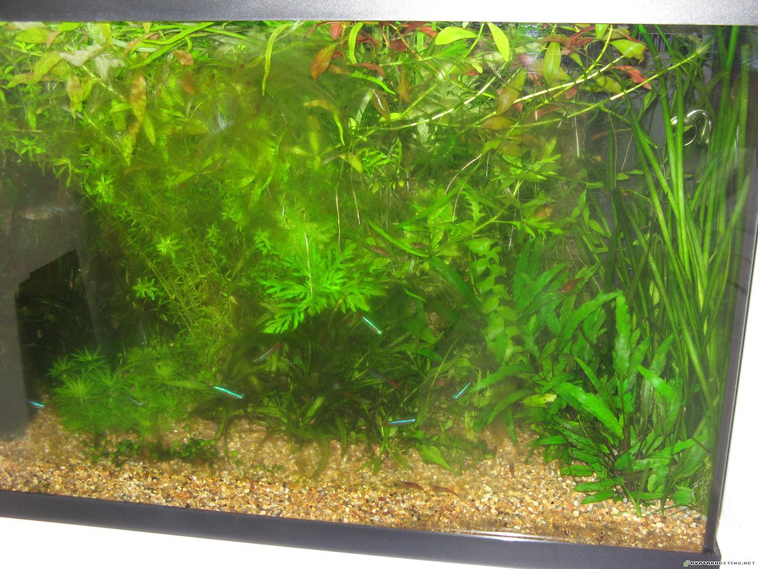 ebay image host contemporary art prints crickets dog fish4