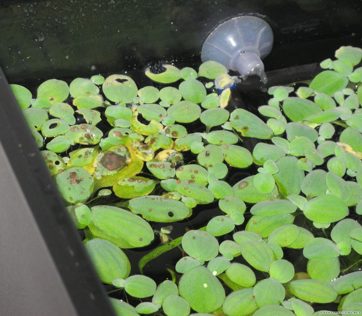 avatar youtube plush insects avatar dimensions fish3