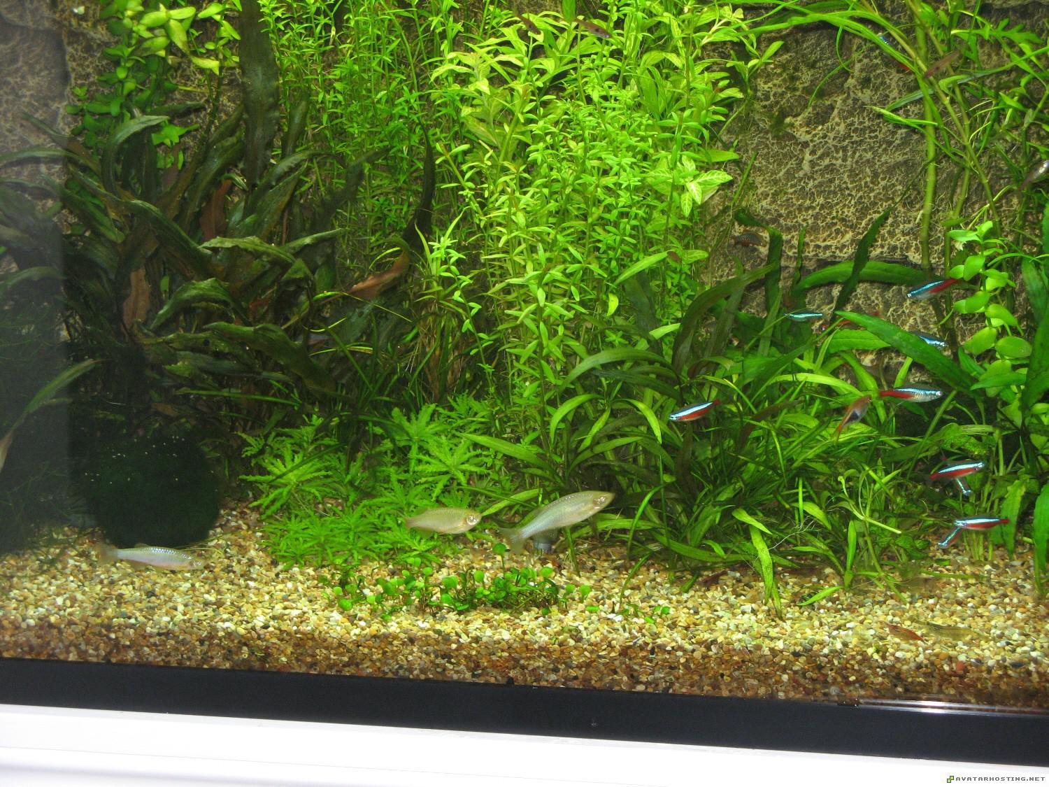 john prints gallery mollusks species fish6