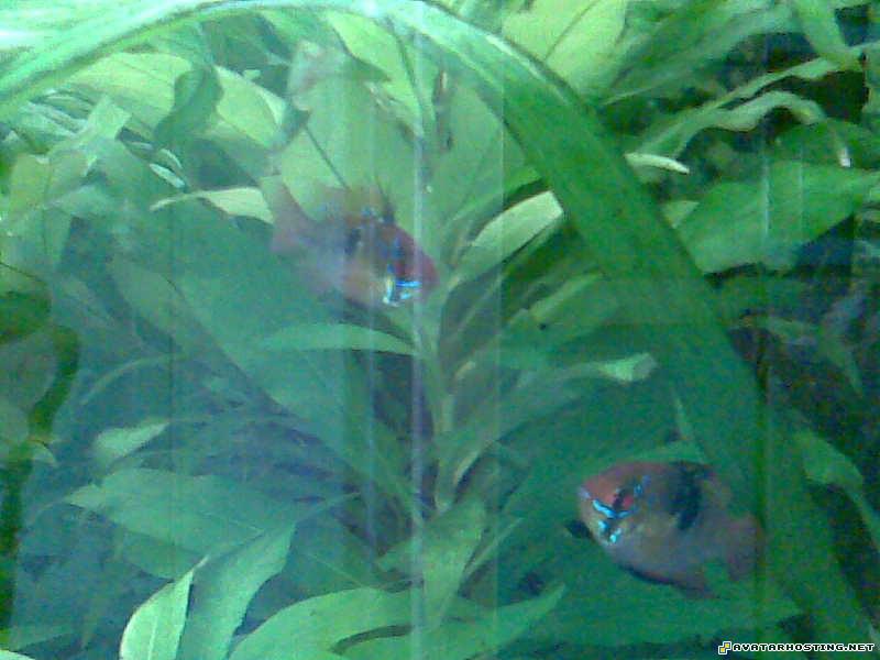 www image hosting online art gallery avatar book 1 FemaleMale