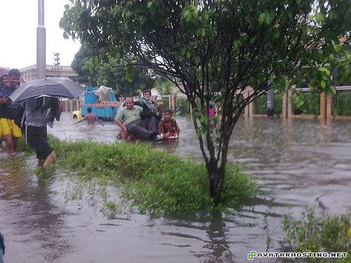 grasshoppers carnivores gunbound avatar insects invertebrates 3