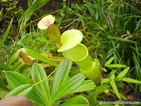 share your pictures avatrs endangered dragonflies 4736_1240247108_CanibalTree01