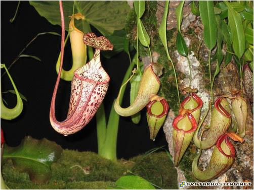 posters 60x60 upload image 4736_1240247323_CanibalTree07