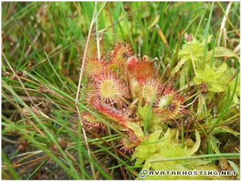 hosting avatar icons avatar cologne spray 4736_1240247259_CanibalTree04