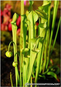 large photo hosting photography wii avatar CanibalTree02